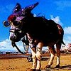 Traditional Blackpool Donkey